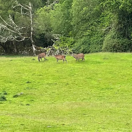 Muckross Riding Stables-3